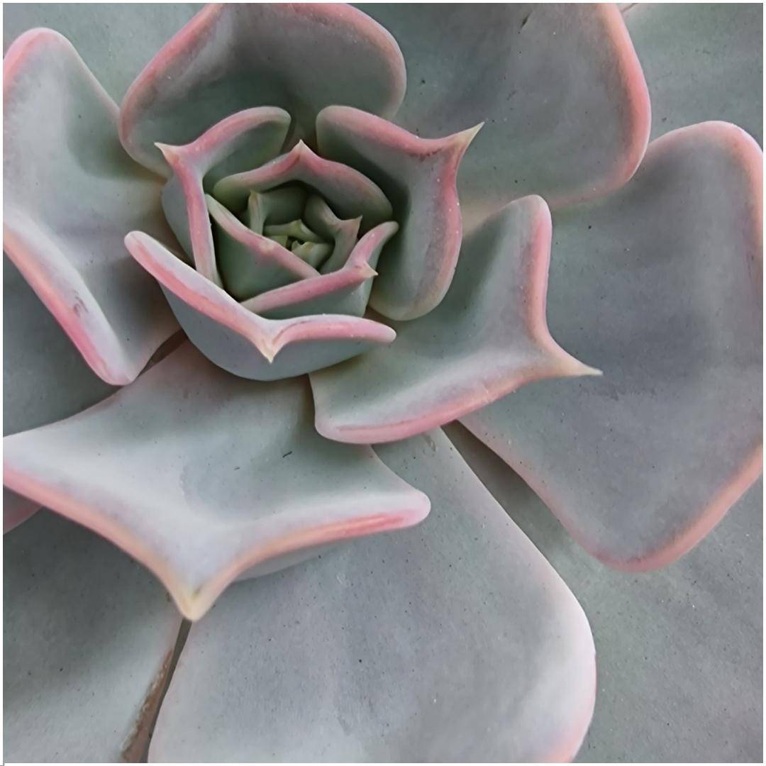 Echeveria Lilacina Sans Racines sur Support Noir- La Green Touch - Image 3
