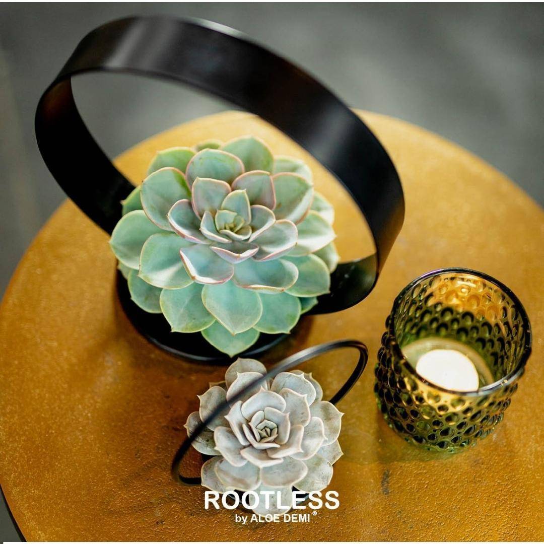 Echeveria Lilacina Sans Racines sur Support Noir- La Green Touch - Image 6