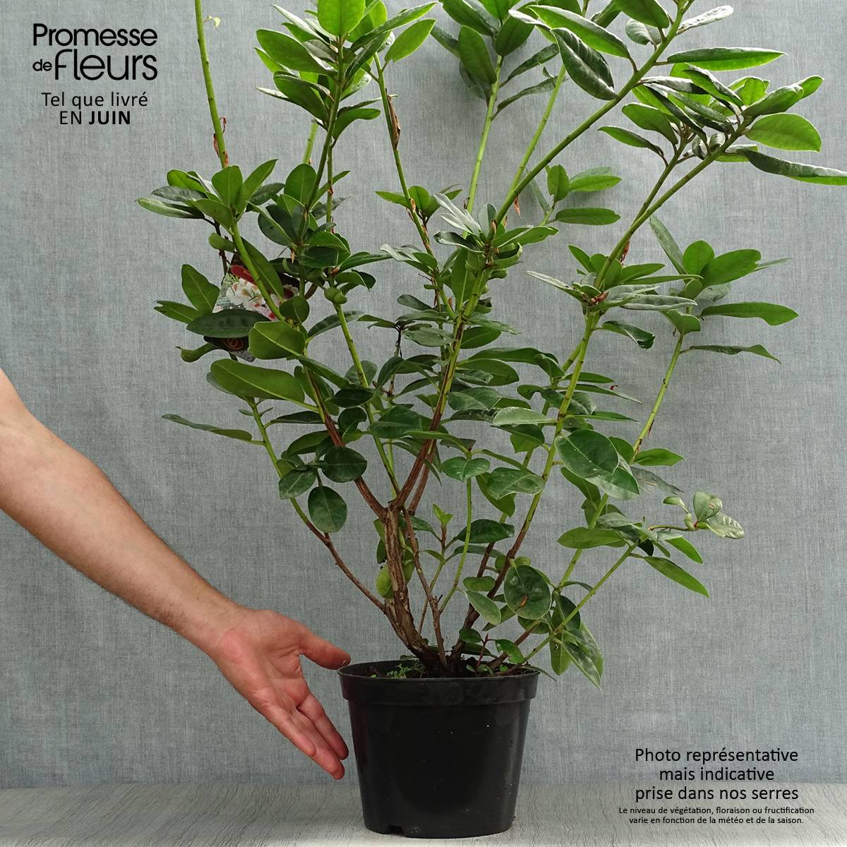 Rhododendron Mrs T.H. Lowinsky Pot de 4L/5L - Image 2