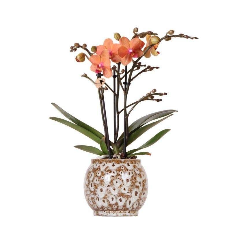 Orchidée Corail et son pot- La Green Touch Safari - Hauteur 35cm - Image 1