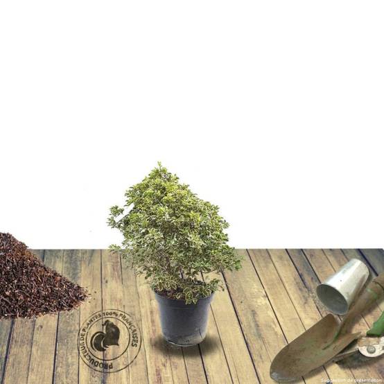 Pittosporum Elisabeth, Pittospore - Pot de 3L - 40/60 cm - Image 6