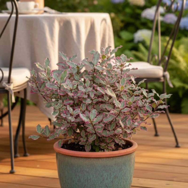 Pittosporum Elisabeth, Pittospore - Pot de 3L - 40/60 cm - Image 5