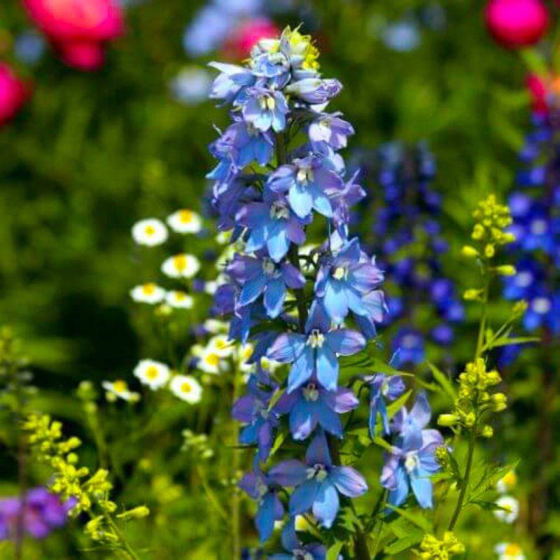 3 Pieds d'Alouette 'Summer Skies' (Delphinium 'Summer Skies') - Lot de 3 vivaces - Pépinières Naudet - Image 1