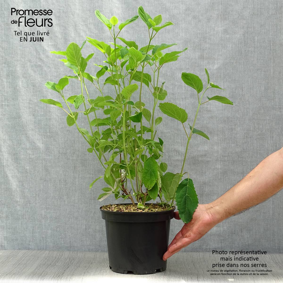 Hortensia arborescens Candybelle® Bubblegum Pot de 3L/4L - Image 2