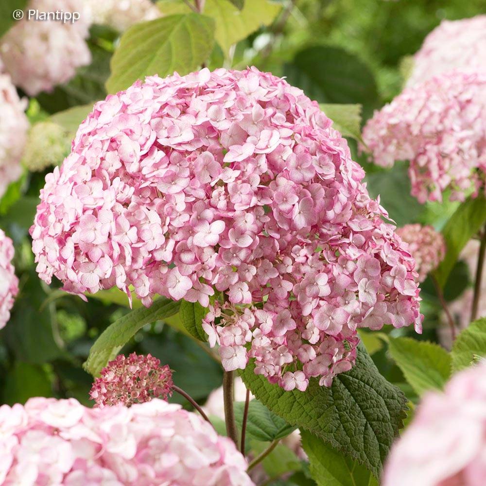 Hortensia arborescens Candybelle® Bubblegum Pot de 3L/4L - Image 1