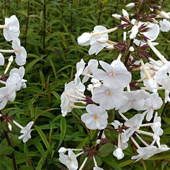 Promesse de Fleurs - Phlox maculata Omega Godet de 8/9 cm