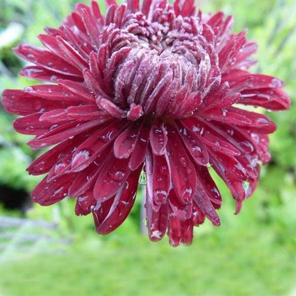 Promesse de Fleurs - Chrysanthème des jardins Cedie Mason - Chrysanthemum (x) indicum Godet de 8/9 cm