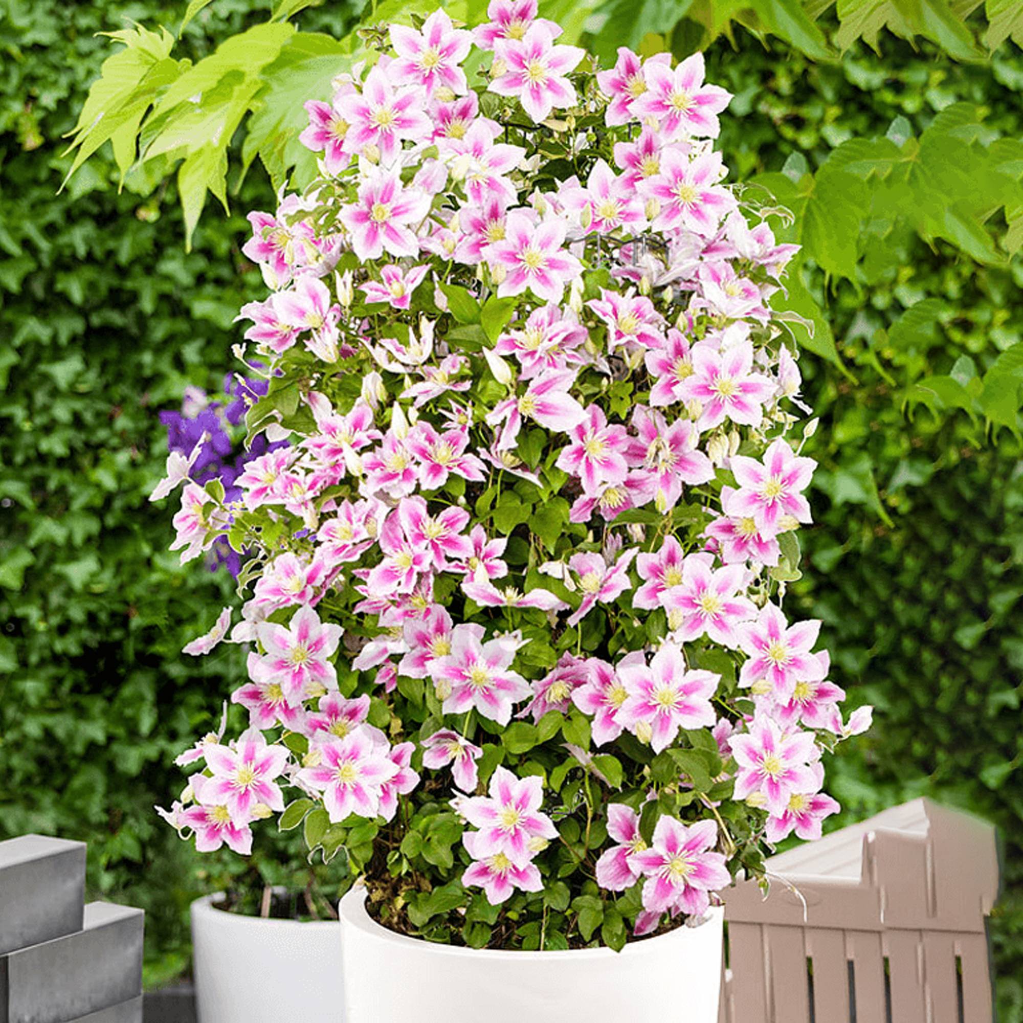 Gardenersdream - Clématite Piilu arbuste à grandes fleurs et feuilles caduques et denses en pot - GardenersDream - Image 2