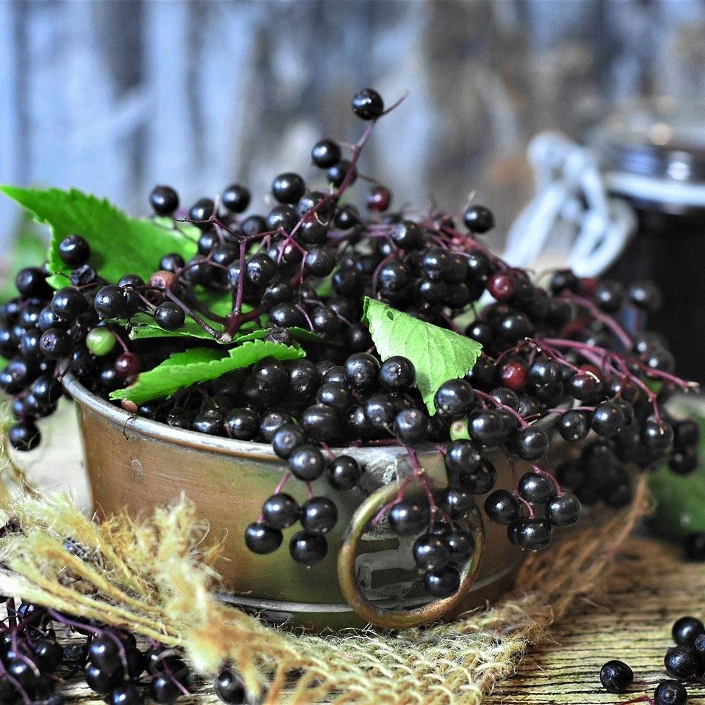 Sureau noir - Sambucus nigra Pot de 2L/3L