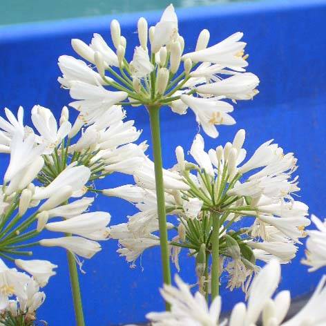 Agapanthe Windsor Grey Pot de 2L/3L
