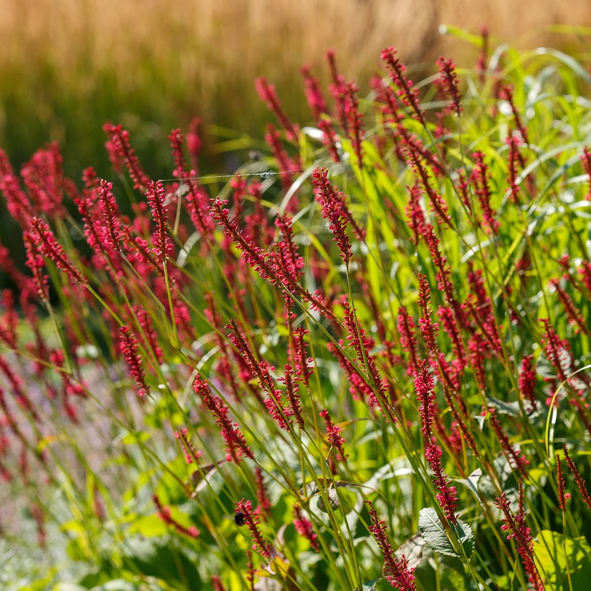 Renouée - Persicaria amplexicaulis Bloody Mary Godet de 8/9 cm