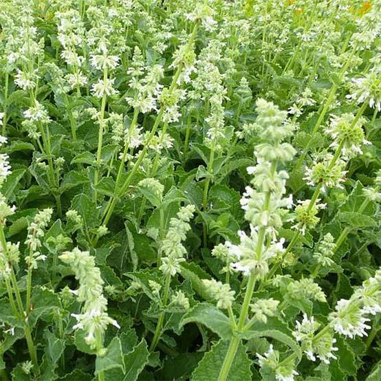 Salvia verticillata Alba - Sauge verticillée Godet de 8/9 cm