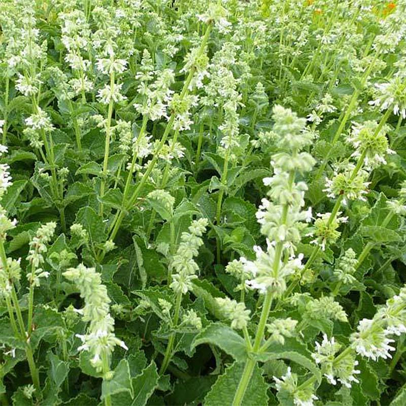 Salvia verticillata Alba - Sauge verticillée Godet de 8/9 cm