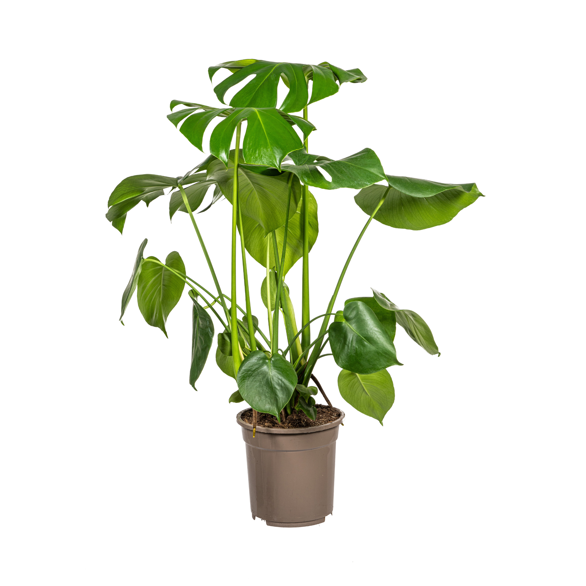 Monstera Deliciosa Tauerii Ø21cm - ↕70 - 90cm - Plantes d'intérieur - Image 1