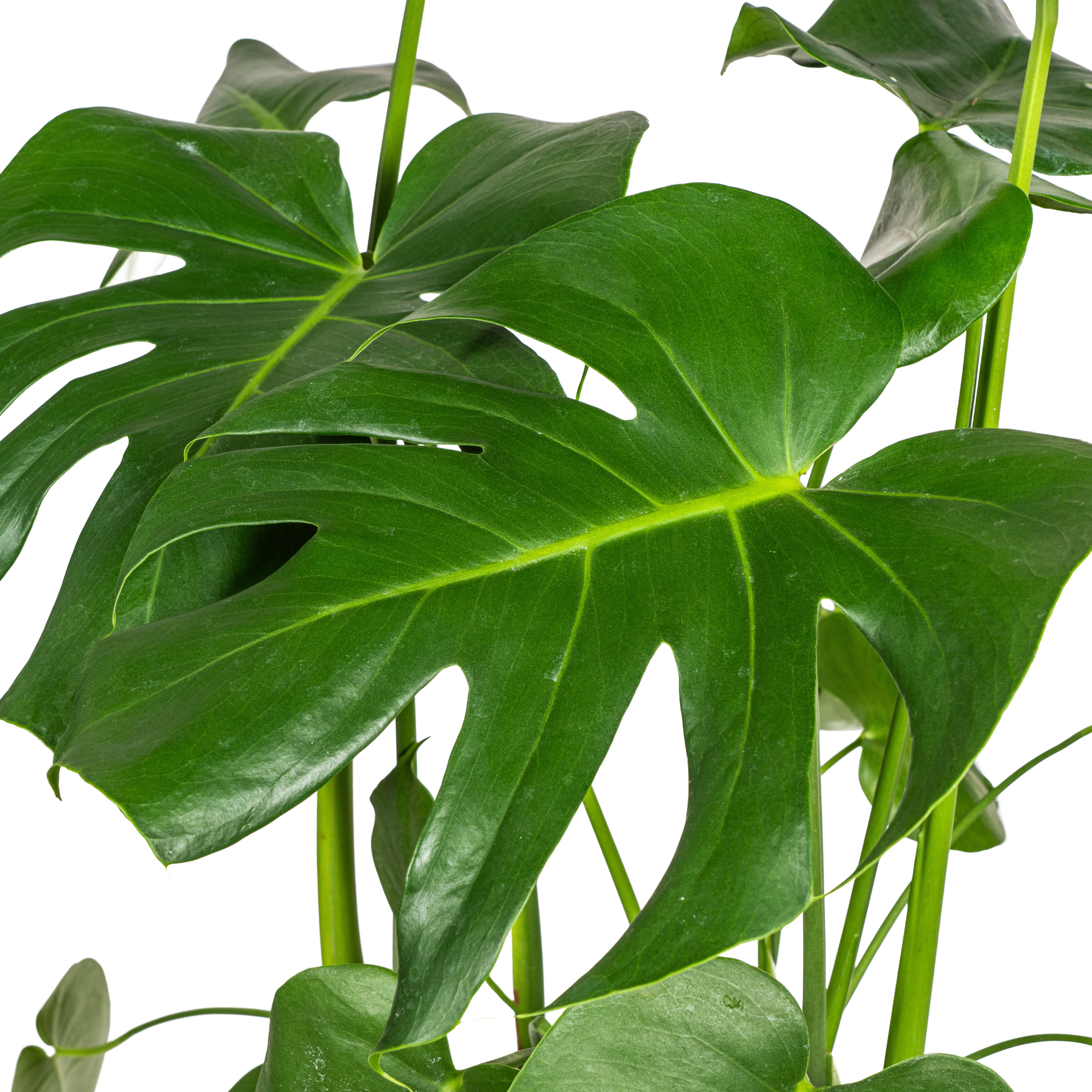 Monstera Deliciosa Tauerii Ø21cm - ↕70 - 90cm - Plantes d'intérieur - Image 3