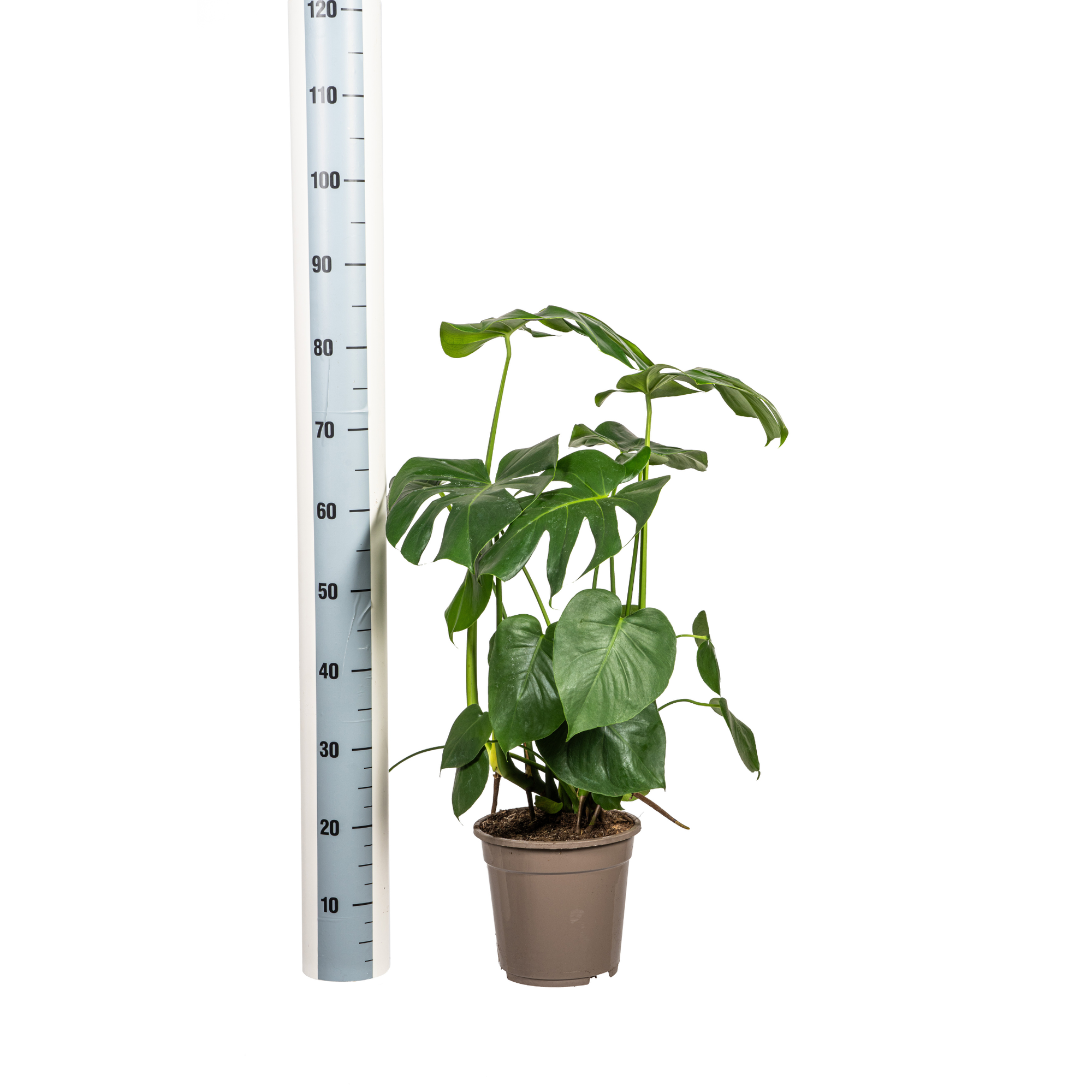 Monstera Deliciosa Tauerii Ø21cm - ↕70 - 90cm - Plantes d'intérieur - Image 4