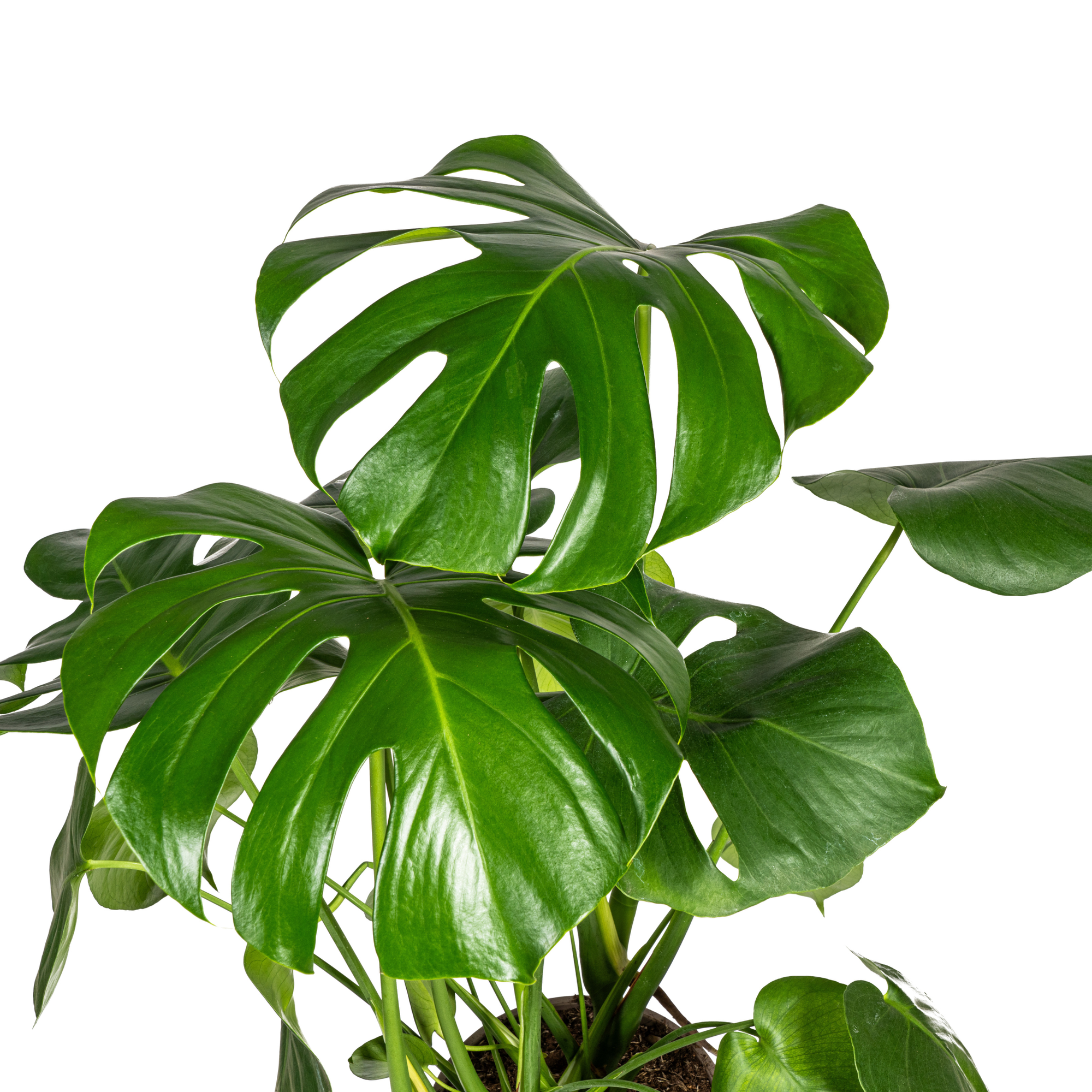 Monstera Deliciosa Tauerii Ø21cm - ↕70 - 90cm - Plantes d'intérieur - Image 2