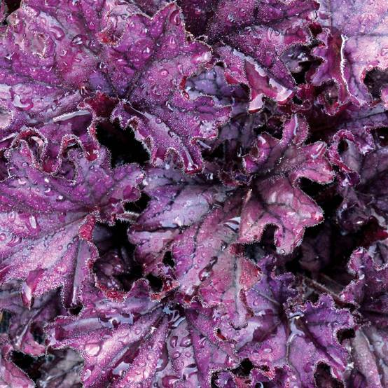 Promesse de Fleurs - Heuchère - Heuchera Forever Purple Godet de 8/9 cm