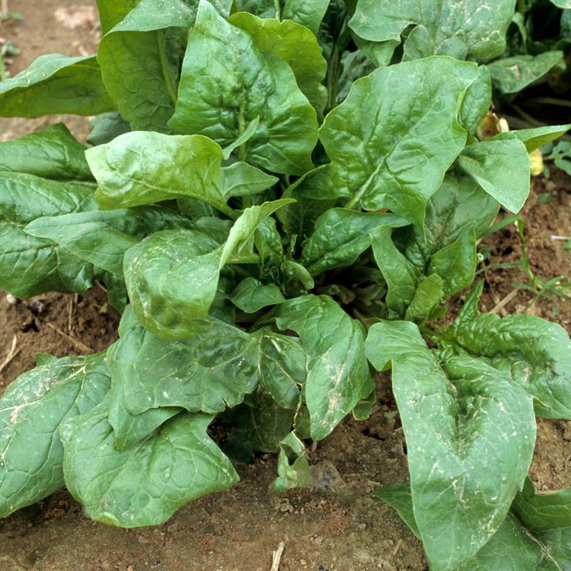 Epinard Matador Bio - Spinachia oleracea - Epinard Viking le sachet de 500 graines environ (8g)
