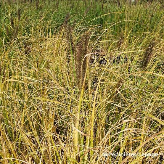 3 Herbes aux écouvillons 'Lepage Gold' (Pennisetum alopecuroides 'Lepage Gold') - Lot de 3 graminées - Pépinières Naudet