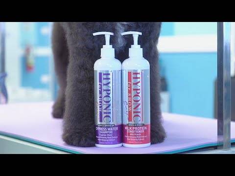 Shampoing volumisant 'Show' pour concours 0,5 L HYPONIC - Image 5
