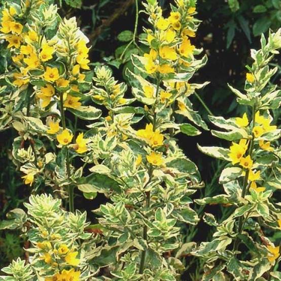 Promesse de Fleurs - Lysimachia punctata Alexander - Lysimaque panachée Godet de 8/9 cm