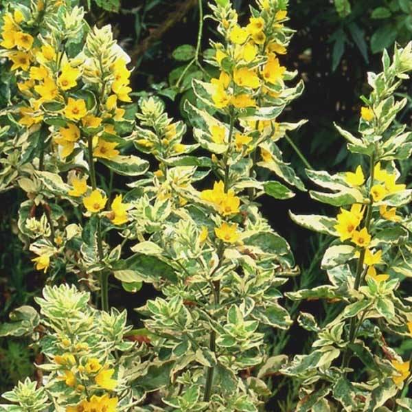 Promesse de Fleurs - Lysimachia punctata Alexander - Lysimaque panachée Godet de 8/9 cm