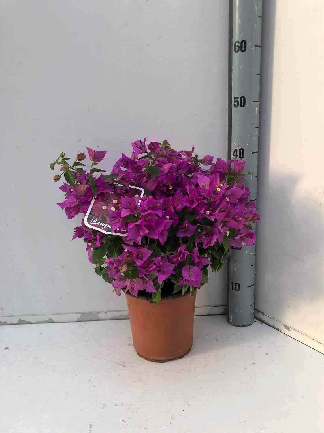 Sans Marque - Bougainvillier vera (bougainvillier très florifère) Taille:Pot de 25L - Boule - 50/60cm - Image 1