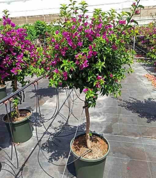 Sans Marque - Bougainvillier vera (bougainvillier très florifère) Taille:Pot de 25L - Boule - 50/60cm - Image 4