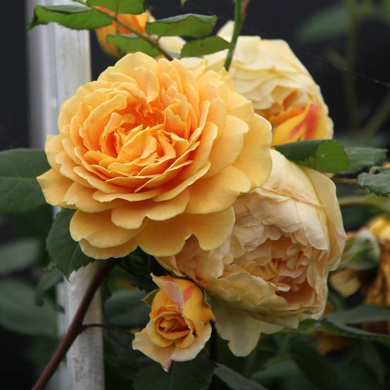 Rosier David Austin Golden Celebration Pot de 4L/5L