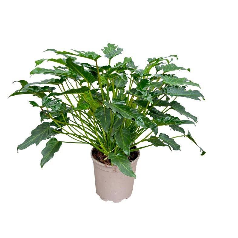 Philodendron Xanadu - D21 H60cm