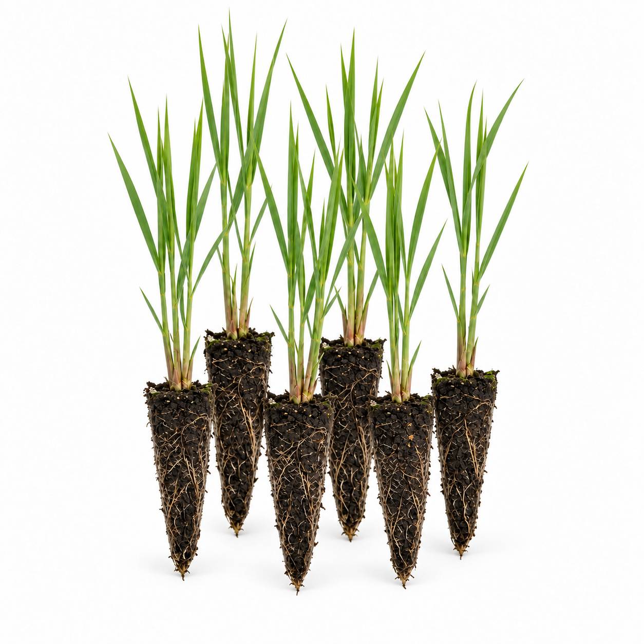 Roseau commun - Phragmites australis - 12 plantes