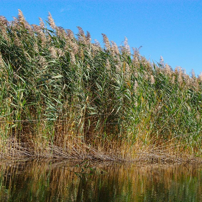 Roseau commun - Phragmites australis - 12 plantes - Image 2