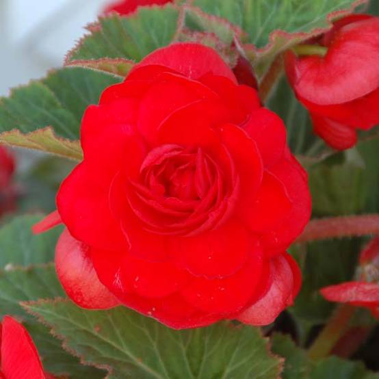 Begonia Grandiflora Rouge Bulbe calibre 4+ (par 3)