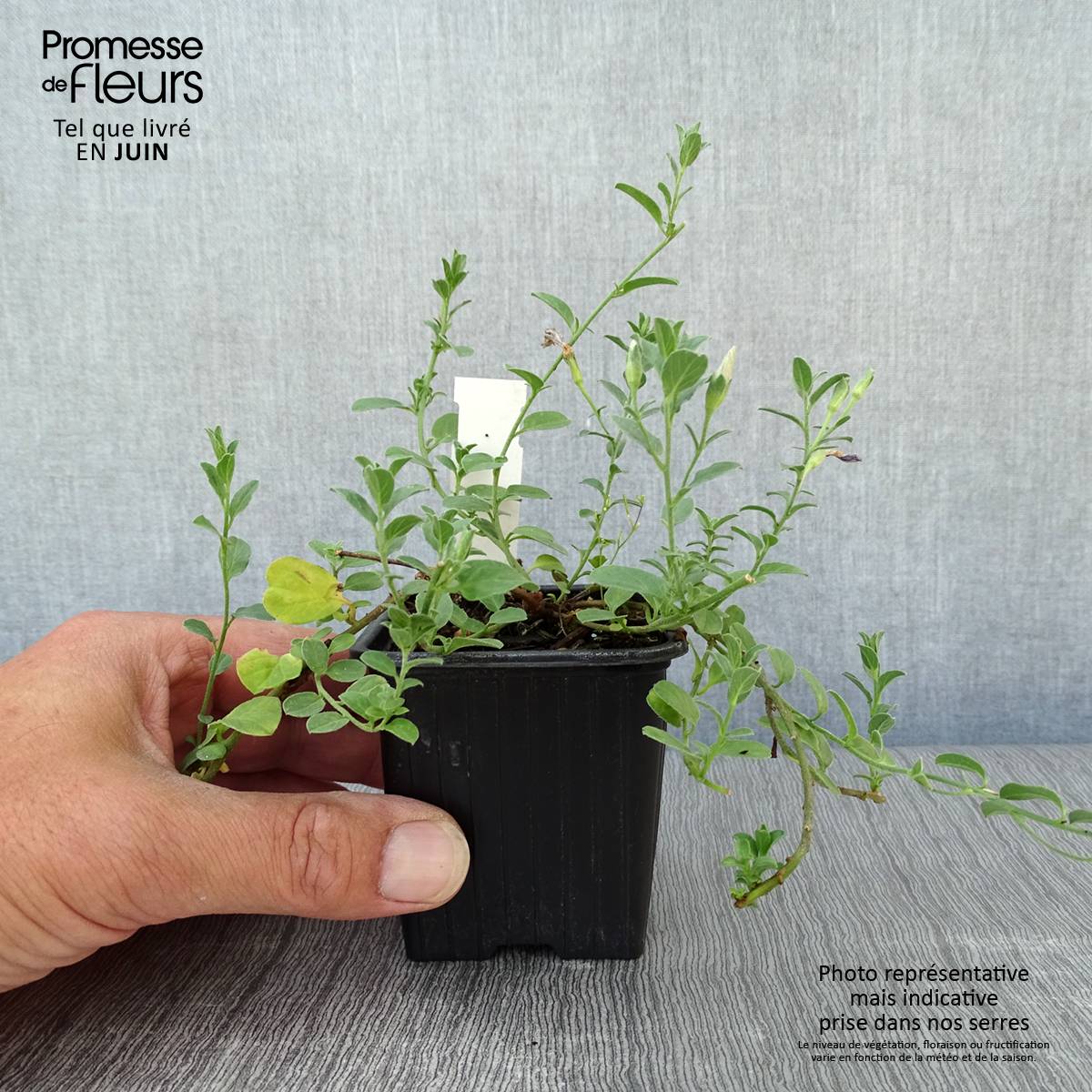 Promesse de Fleurs - Convolvulus sabatius - Liseron de Mauritanie Godet de 8/9 cm - Image 2