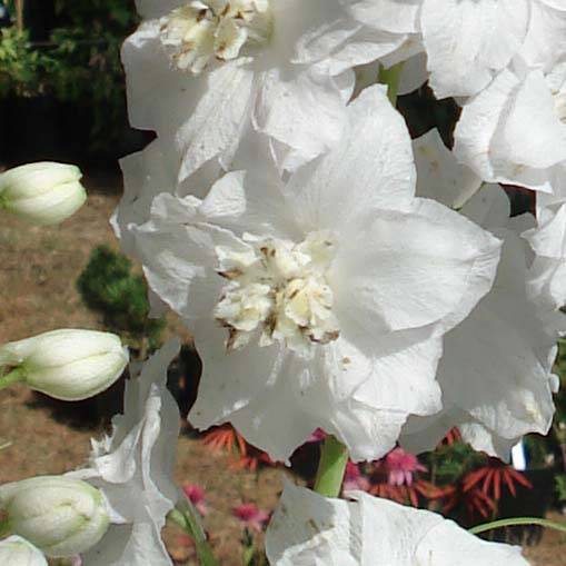 Promesse de Fleurs - Delphinium Pacific Galahad - Pied d'Alouette vivace Godet de 7/8 cm