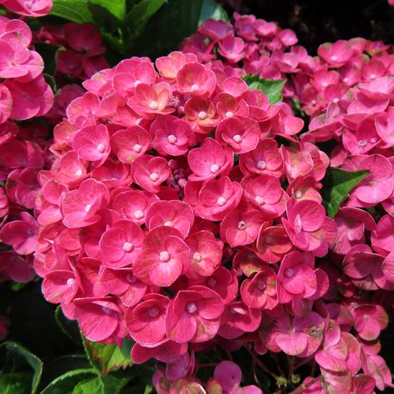 Hortensia - Hydrangea macrophylla Rebellion Ferrari Love Pot de 12 cm / 13 cm