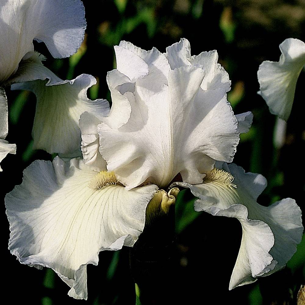 Promesse de Fleurs - Iris germanica Frison-Roche - Grand Iris des Jardins Rhizome, Calibre 10/15, qualité extra