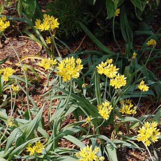 Promesse de Fleurs - Ail d'ornement - Allium moly Bulbe calibre 5+ (par 25) - Image 1