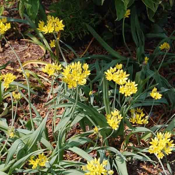 Ail d'ornement - Allium moly Bulbe calibre 5+ (par 25) - Image 1
