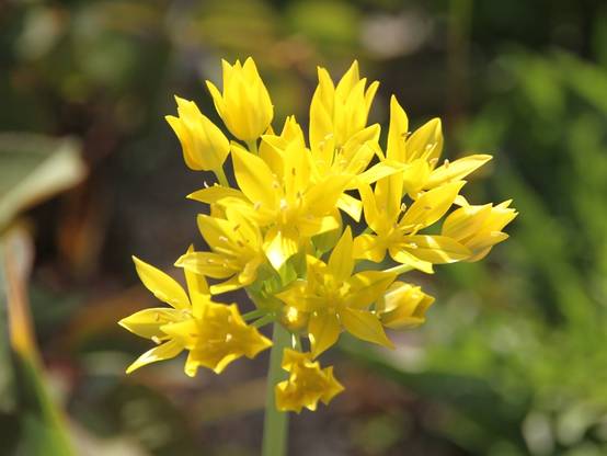 Promesse de Fleurs - Ail d'ornement - Allium moly Bulbe calibre 5+ (par 25) - Image 2