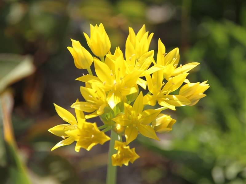 Ail d'ornement - Allium moly Bulbe calibre 5+ (par 25) - Image 2