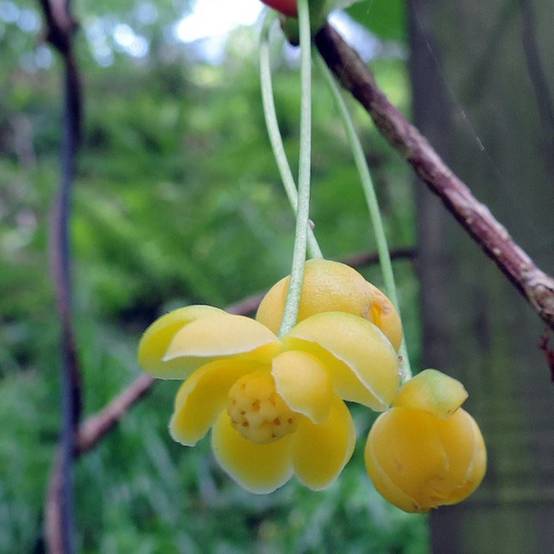 Magnolia grimpant henryi, Schisandra à fleurs Jaune - feuillage Persistant - Godet - 5/20 cm- hauteur à maturité De 5,00 m à 10,00 m