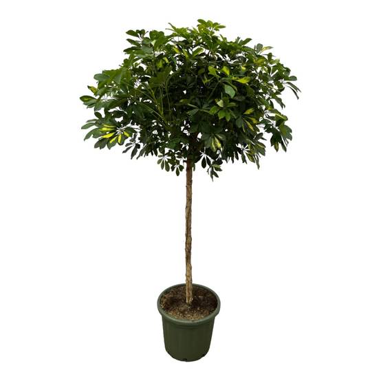 Schefflera Doré Capella Stam - D45 H180cm