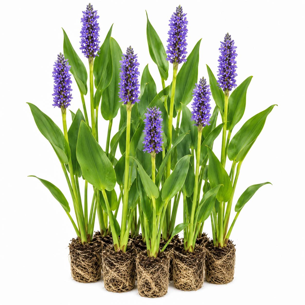 Pontédérie cordée - Pontederia cordata - 12 plantes - Image 1