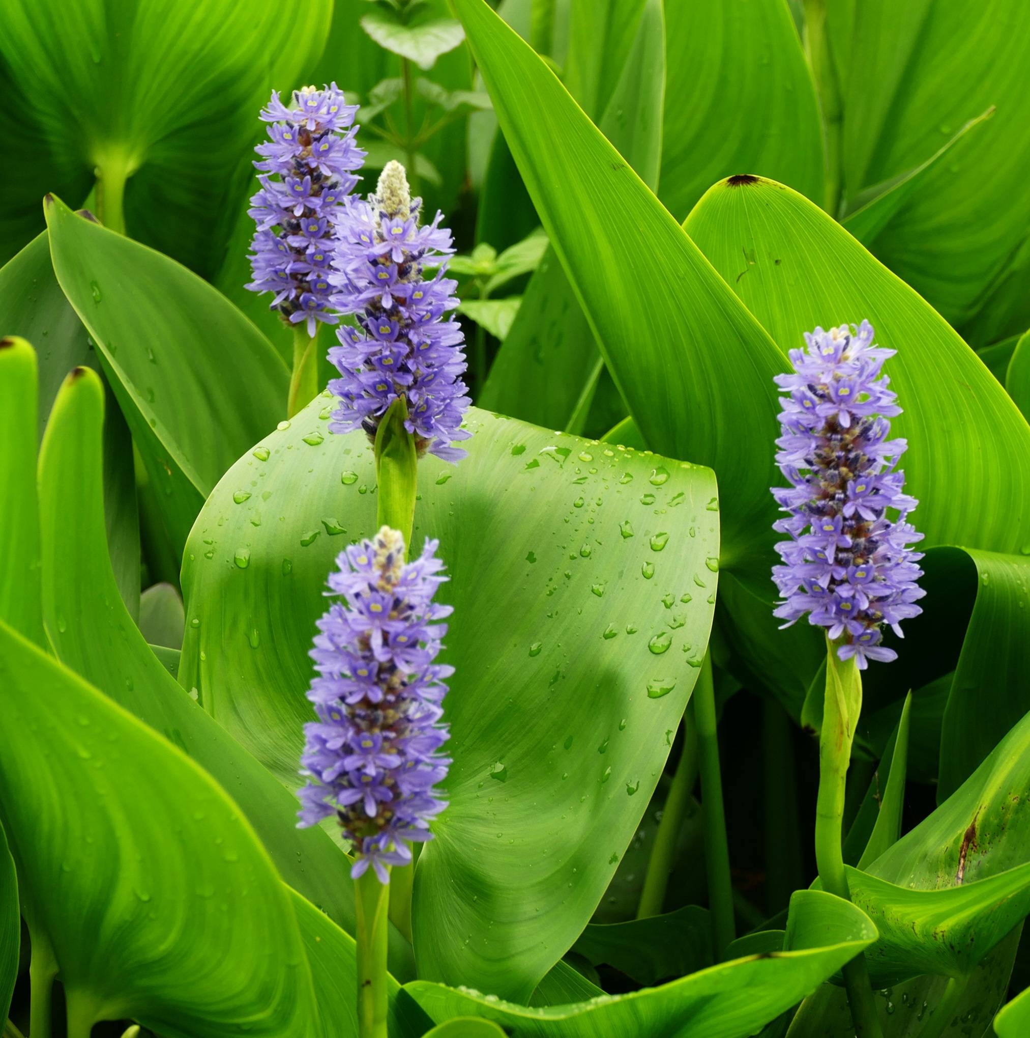 Pontédérie cordée - Pontederia cordata - 12 plantes - Image 3