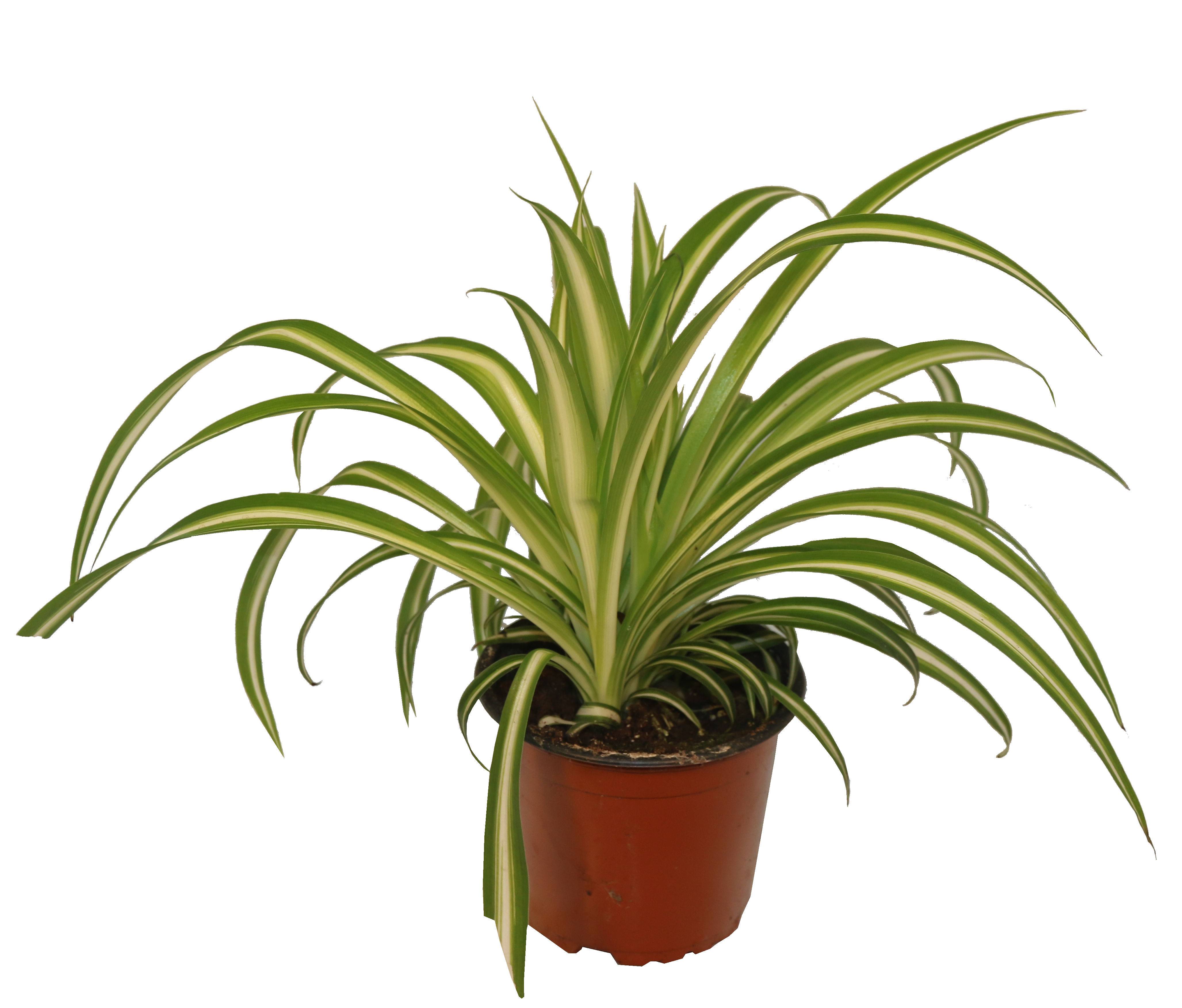 Chlorophytum pot 13 cm