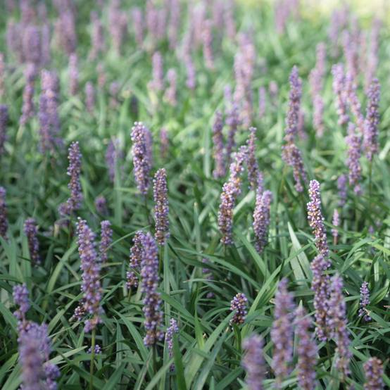Liriope muscari Ingwersen Godet de 8/9 cm
