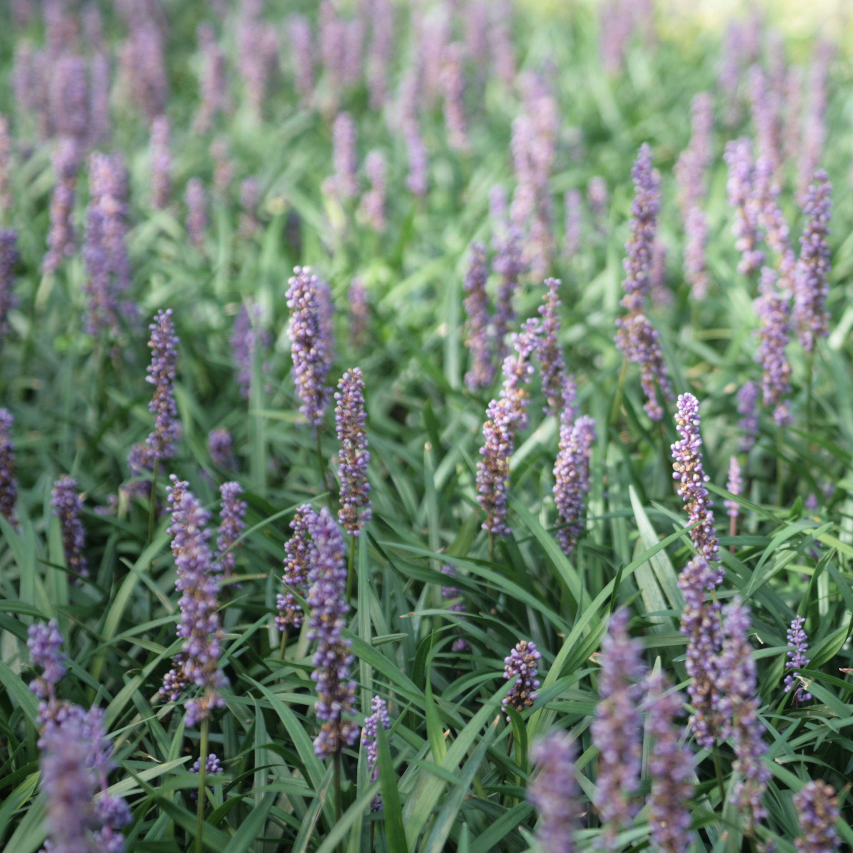 Liriope muscari Ingwersen Godet de 8/9 cm
