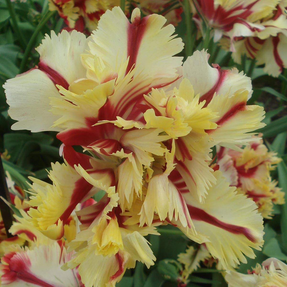 Promesse de Fleurs - Tulipe Perroquet Flaming Parrot Bulbe calibre 11+ (par 6)
